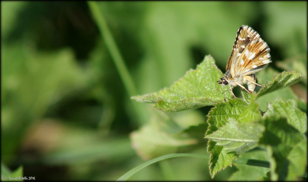 Aiuto per l''identif.!!! Pyrgus malvoides - Hesperiidae